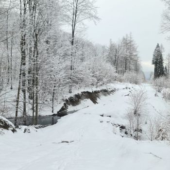 20260201-lso-bieszczady-054.jpg